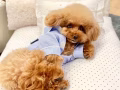 新加坡贵兵犬送养