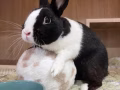 宠物兔子免费领养