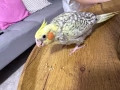 便宜出售小鹦鹉🦜