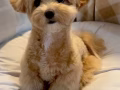 貴賓犬