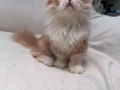 短腳小貓便宜出