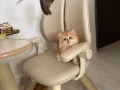 萌寵來了
