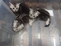 美國短毛貓