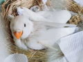 仙仙的 牡丹鸚鵡/愛情鳥 lovebird 寶寶