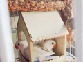 仙仙的 牡丹鹦鹉/爱情鸟 lovebird 宝宝