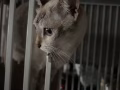 已绝育母猫找领养