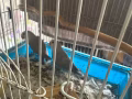 給小鸚鵡找主人