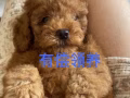 纯种泰迪，狗狗领养