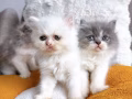 小奶猫找家啦！软萌毛团子上线～