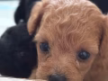 小体贵宾犬🐩宝宝