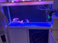 鱼+鱼缸设备全套