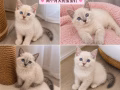 有偿领养猫猫