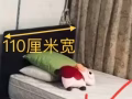 丹戎巴葛HDB走路3分钟拧包入住招租男女床位,/小房间/大房间/报本屋地址S081007/合法出租/81882955屋主