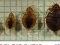 正规杀虫服务、臭虫、蟑螂、黑白蚂蚁、床虱、蜱虫、文蝇、跳蚤、壁虎、各种虫类