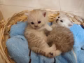 可爱的纯种英国短毛猫找新家。