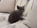 纯种英国短毛猫找新家啦