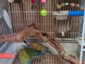 2個月小鸚鵡