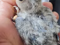 仙仙的 牡丹鹦鹉/爱情鸟 lovebird 宝宝