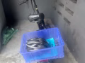 電動車