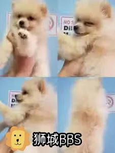 奶白色的博美宝宝小女孩 2个月大 20 Cream White Pome 新加坡可爱宠物 狮城bbs