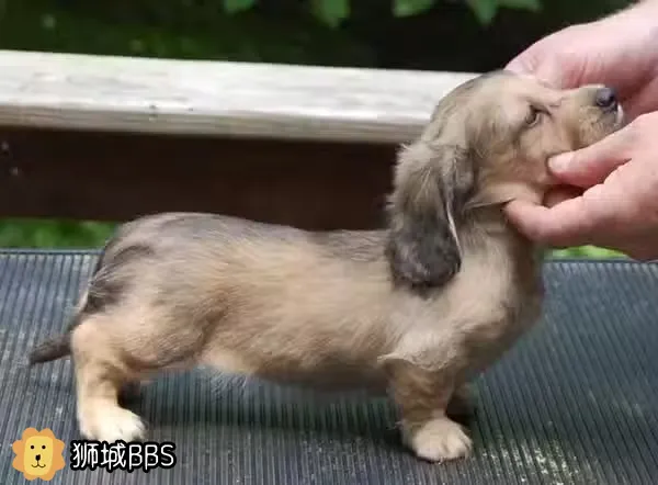 求腊肠或柯基幼犬 价钱可议 新加坡可爱宠物 狮城bbs