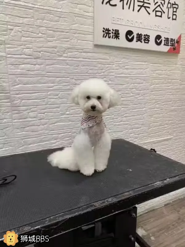 Yishun义顺宠物店招聘无中介费 新加坡公司直招 非中介 狮城bbs